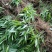 淡竹叶大量提供淡竹叶药材植物
