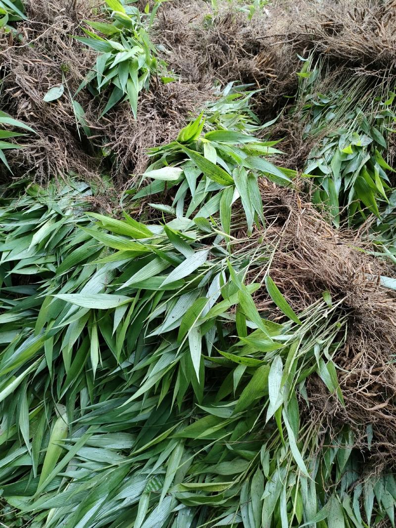 淡竹叶大量提供淡竹叶药材植物