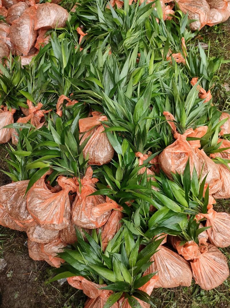 淡竹叶大量提供淡竹叶药材植物