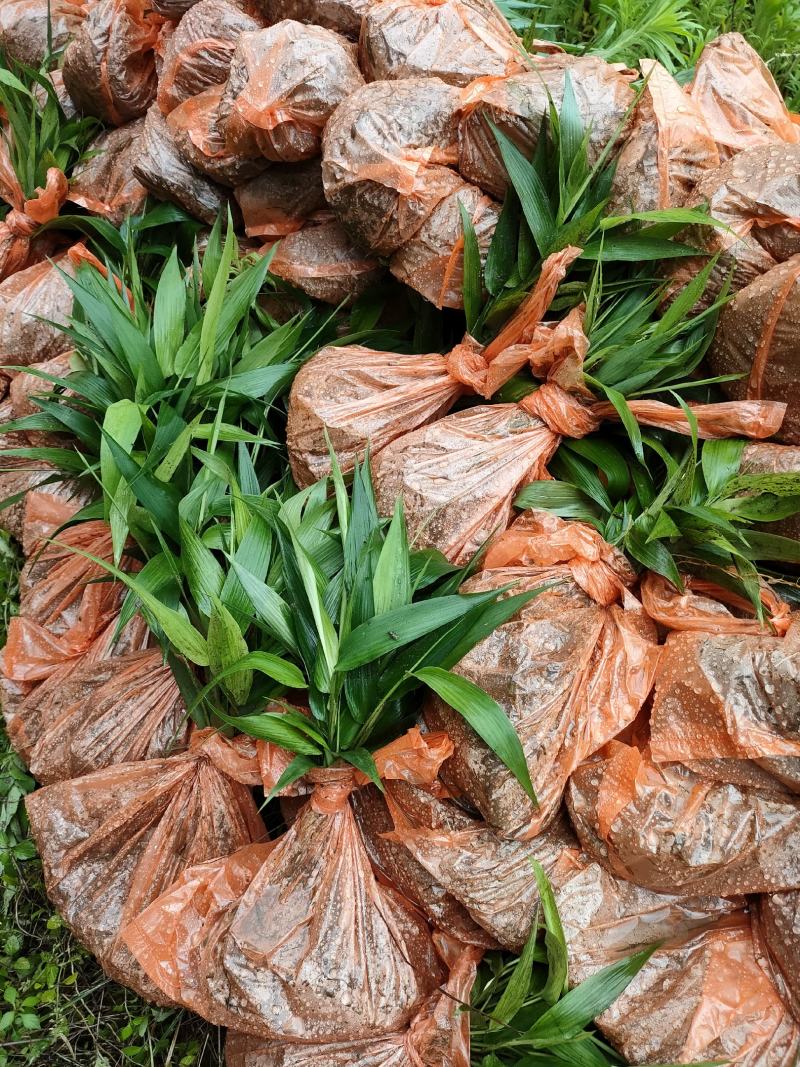淡竹叶大量提供淡竹叶药材植物