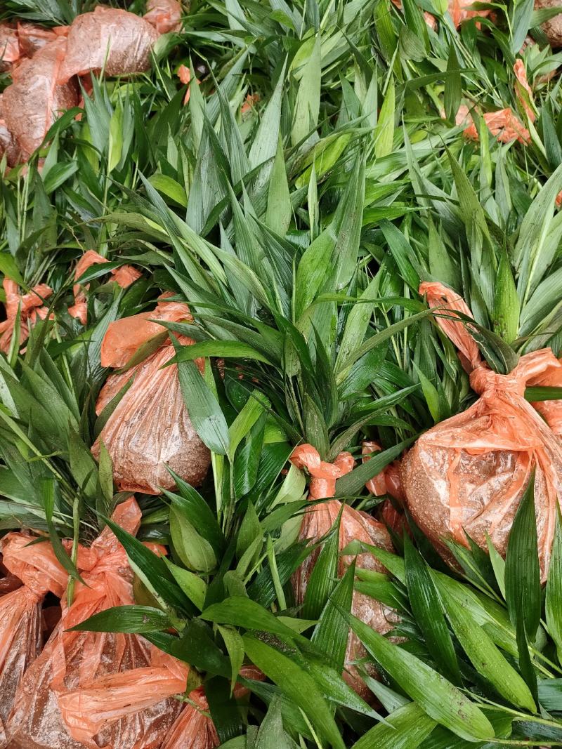 淡竹叶大量提供淡竹叶药材植物
