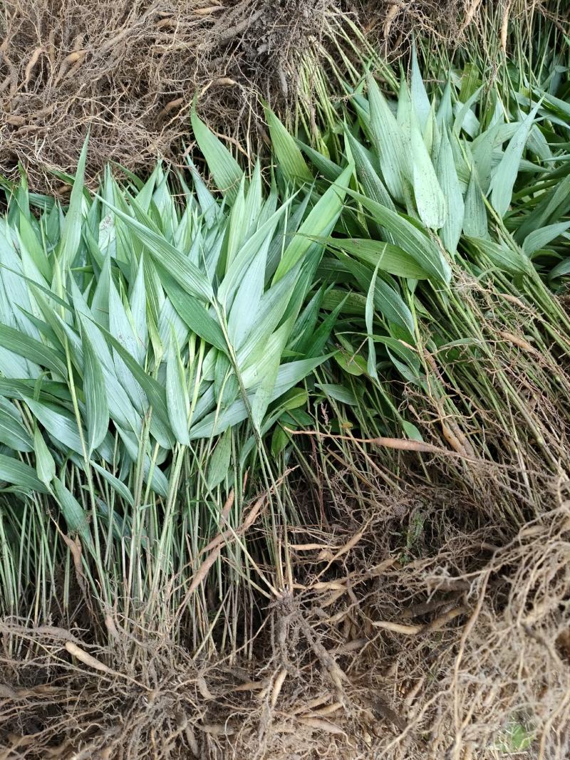 淡竹叶大量提供淡竹叶药材植物