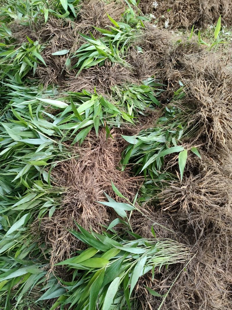 淡竹叶大量提供淡竹叶药材植物