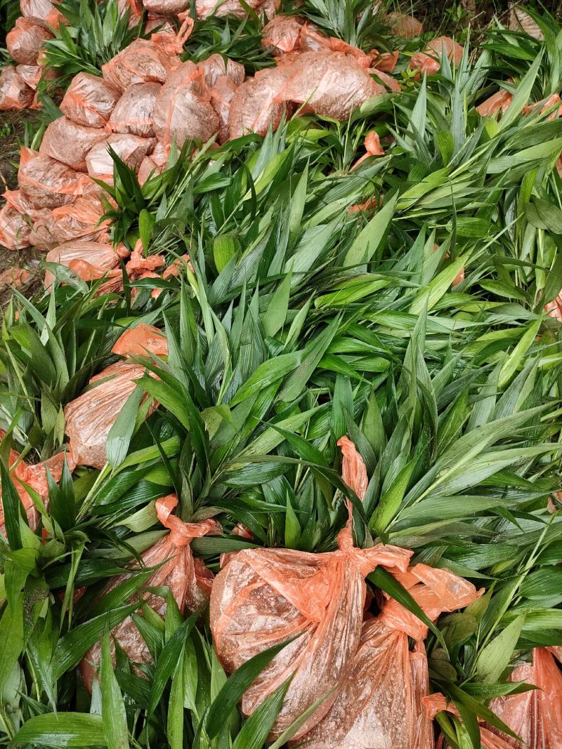 淡竹叶大量提供淡竹叶药材植物