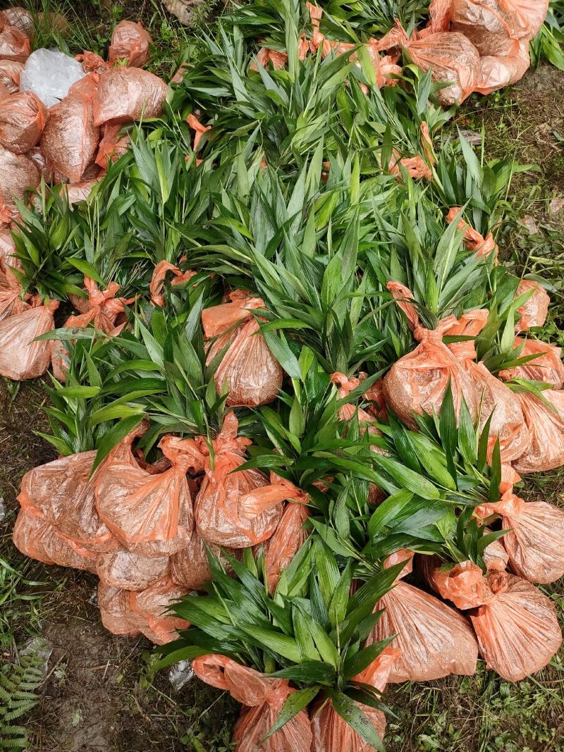 淡竹叶大量提供淡竹叶药材植物