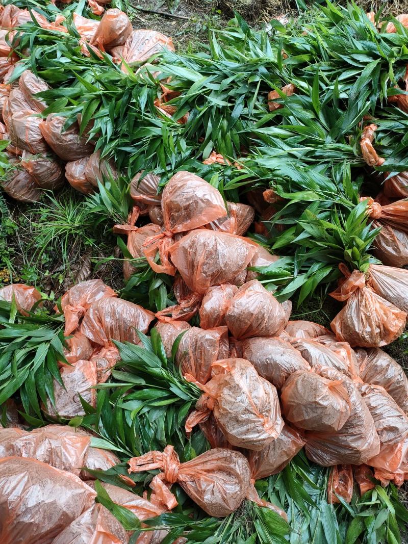 淡竹叶大量提供淡竹叶药材植物