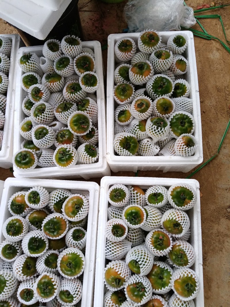 铁皮柿子草莓柿子绿腚西红柿小时候的味道