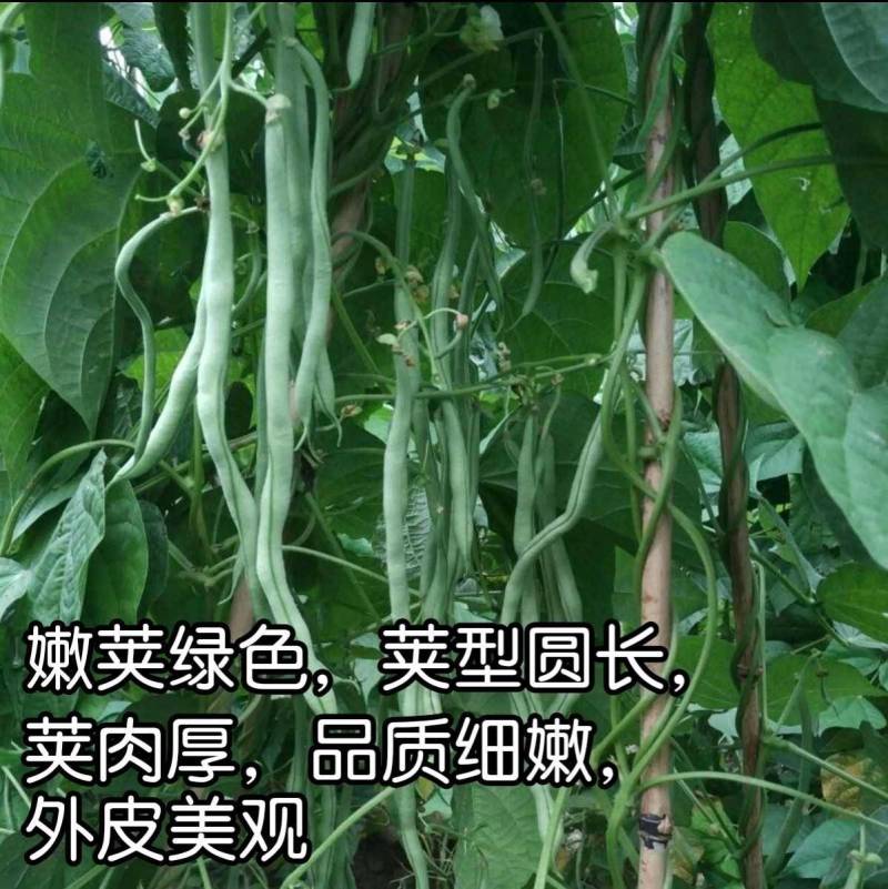 泰国无筋架豆王种子，中蔬红途架豆，红籽绿色皮四季豆种子