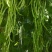 泰国无筋架豆王种子，中蔬红途架豆，红籽绿色皮四季豆种子