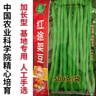 泰国无筋架豆王种子，中蔬红途架豆，红籽绿色皮四季豆种子