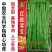 泰国无筋架豆王种子，中蔬红途架豆，红籽绿色皮四季豆种子