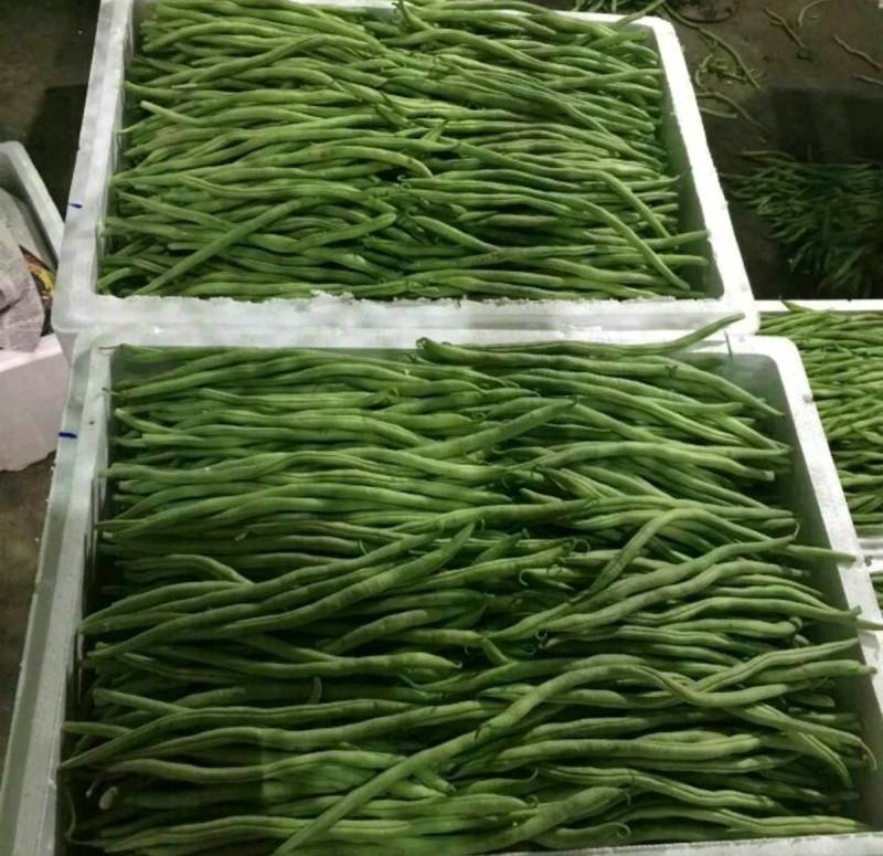 泰国无筋架豆王种子，中蔬红途架豆，红籽绿色皮四季豆种子