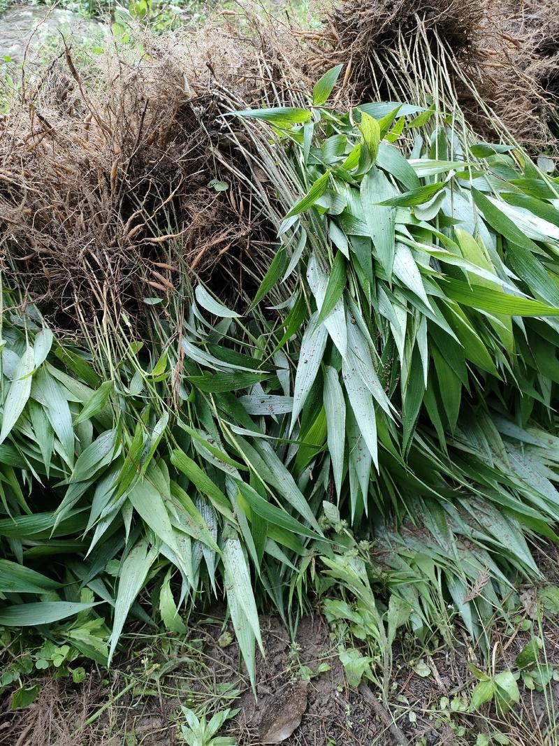 淡竹叶重庆淡竹药材基地大量提供