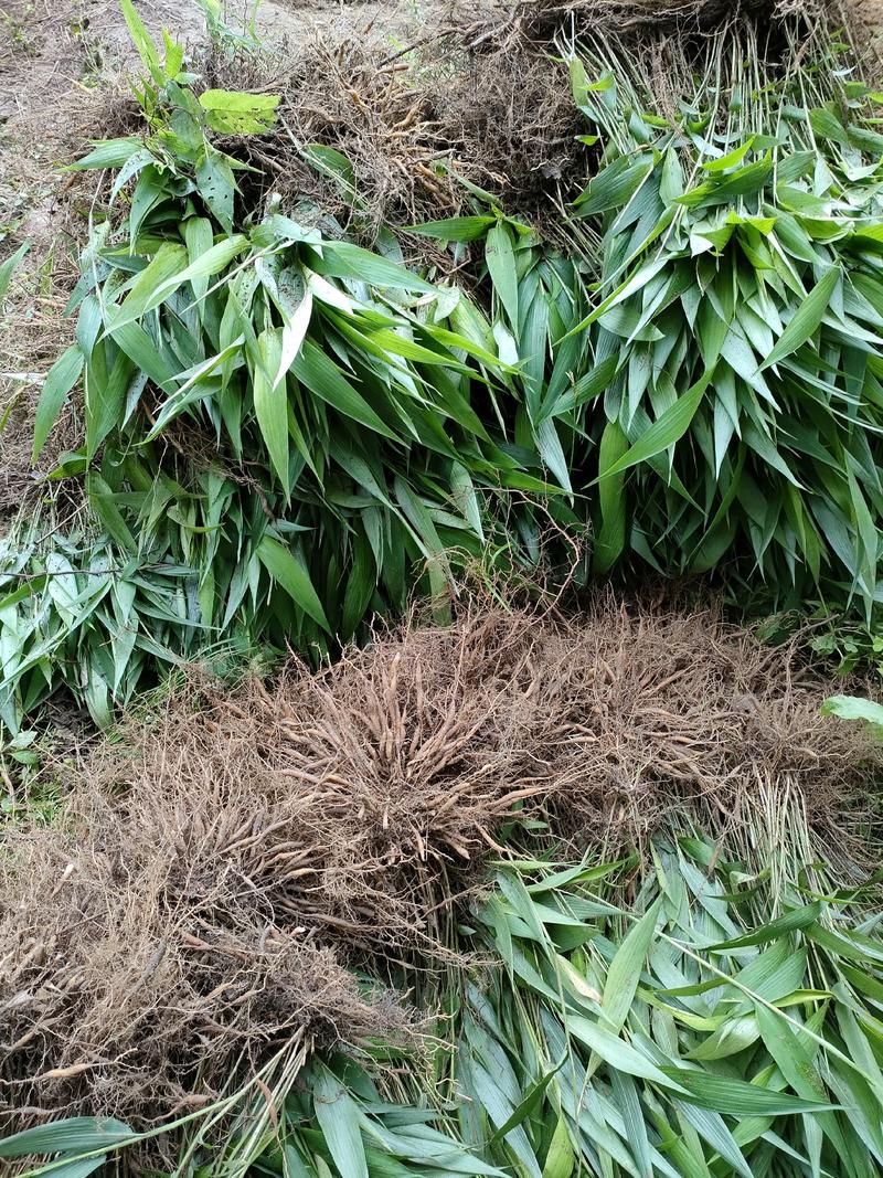 淡竹叶重庆淡竹药材基地大量提供