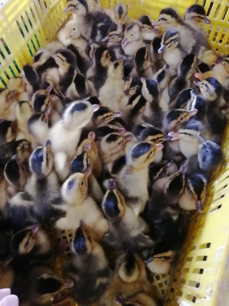 南宁市郊区大种杂交鸭孵化场直销，价格实惠，防疫齐全