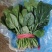 菠菜25~30厘米。。。。。。。。。。。