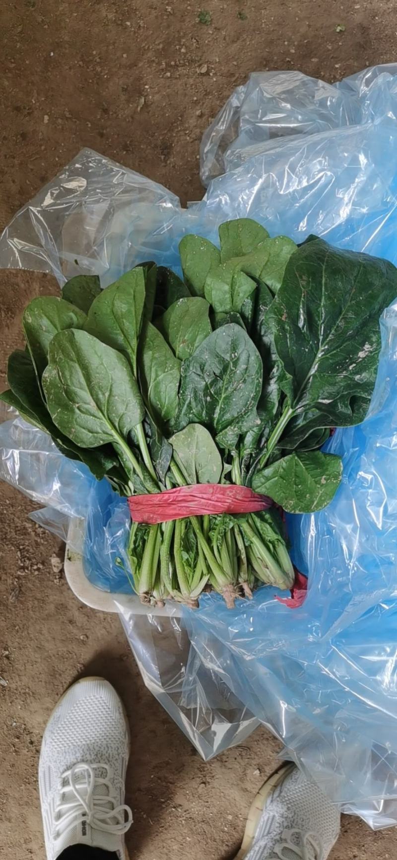 菠菜25~30厘米。。。。。。。。。。。