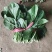 菠菜25~30厘米。。。。。。。。。。。