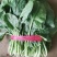 菠菜25~30厘米。。。。。。。。。。。