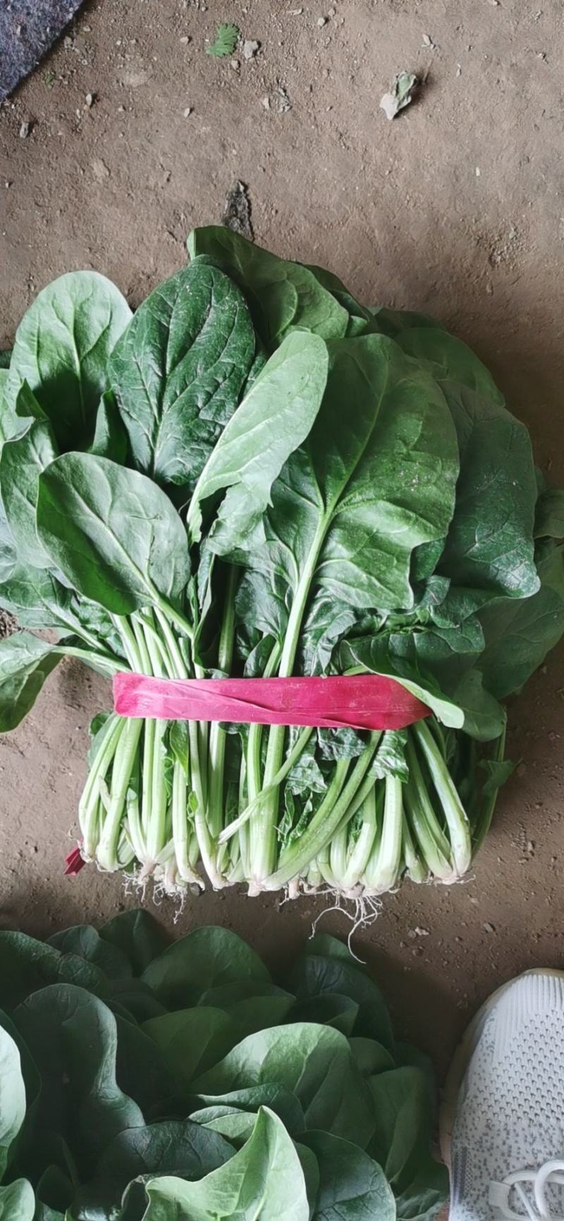 菠菜25~30厘米。。。。。。。。。。。