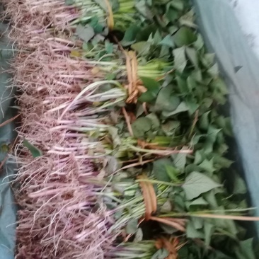 脱毒早丰一号红薯地瓜苗