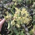 铁皮石斛鲜花石斛鲜花雁荡山基地现采现发全国顺丰包邮