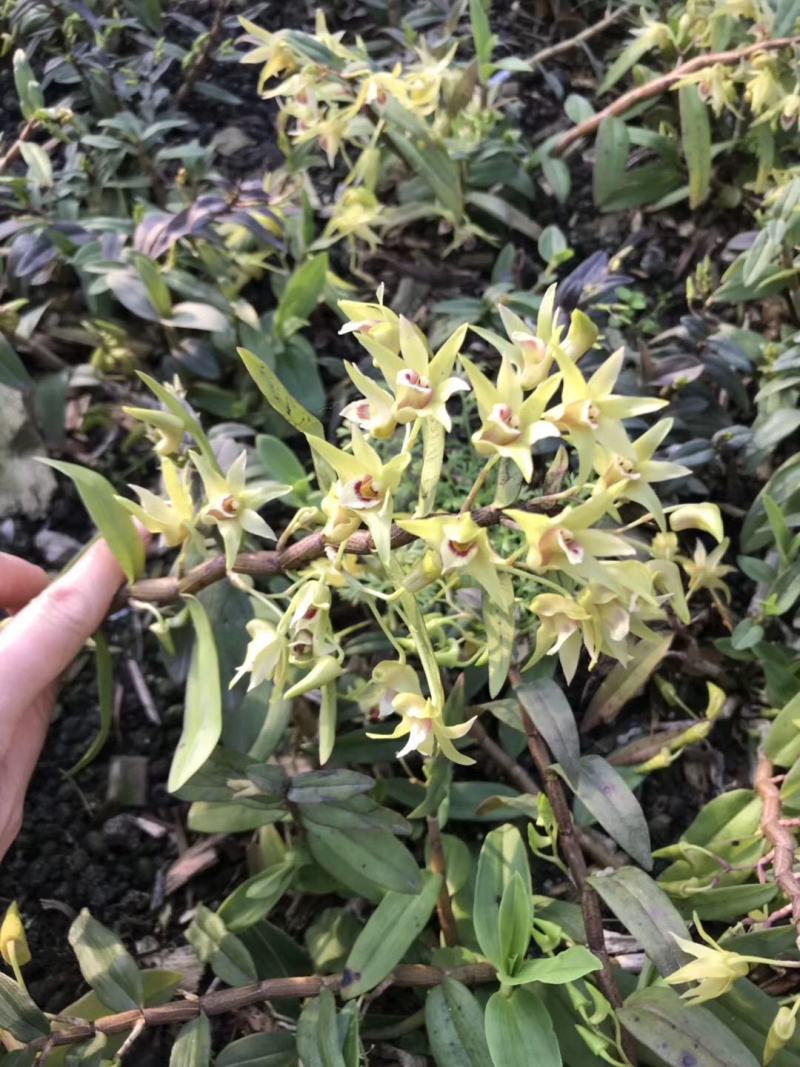 铁皮石斛鲜花石斛鲜花雁荡山基地现采现发全国顺丰包邮