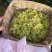 铁皮石斛鲜花石斛鲜花雁荡山基地现采现发全国顺丰包邮