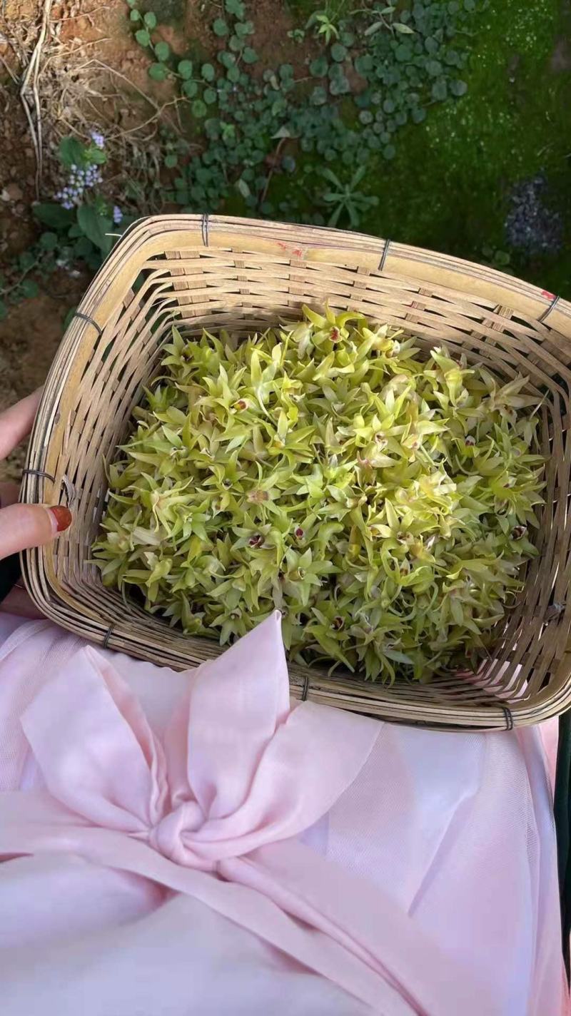 铁皮石斛鲜花石斛鲜花雁荡山基地现采现发全国顺丰包邮