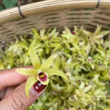 铁皮石斛鲜花石斛鲜花雁荡山基地现采现发全国顺丰包邮