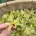 铁皮石斛鲜花石斛鲜花雁荡山基地现采现发全国顺丰包邮