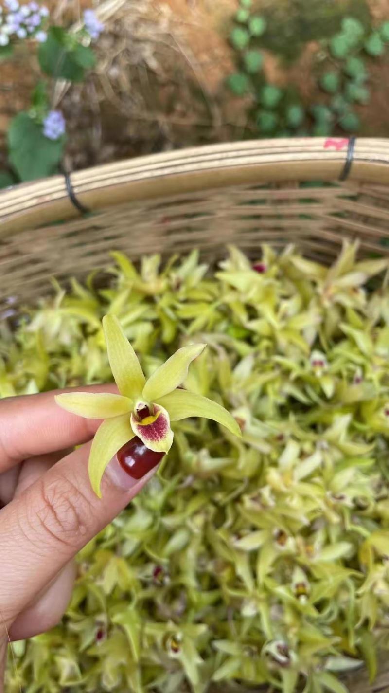 铁皮石斛鲜花石斛鲜花雁荡山基地现采现发全国顺丰包邮