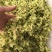 铁皮石斛鲜花石斛鲜花雁荡山基地现采现发全国顺丰包邮