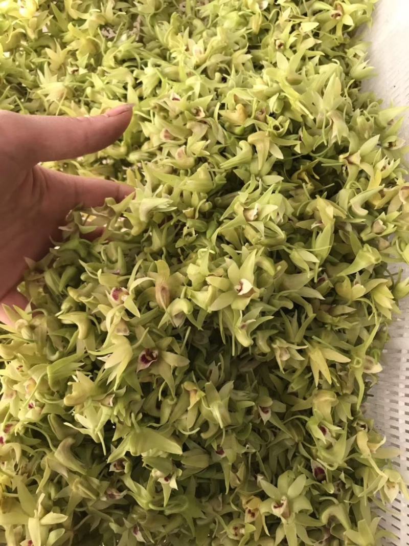 铁皮石斛鲜花石斛鲜花雁荡山基地现采现发全国顺丰包邮