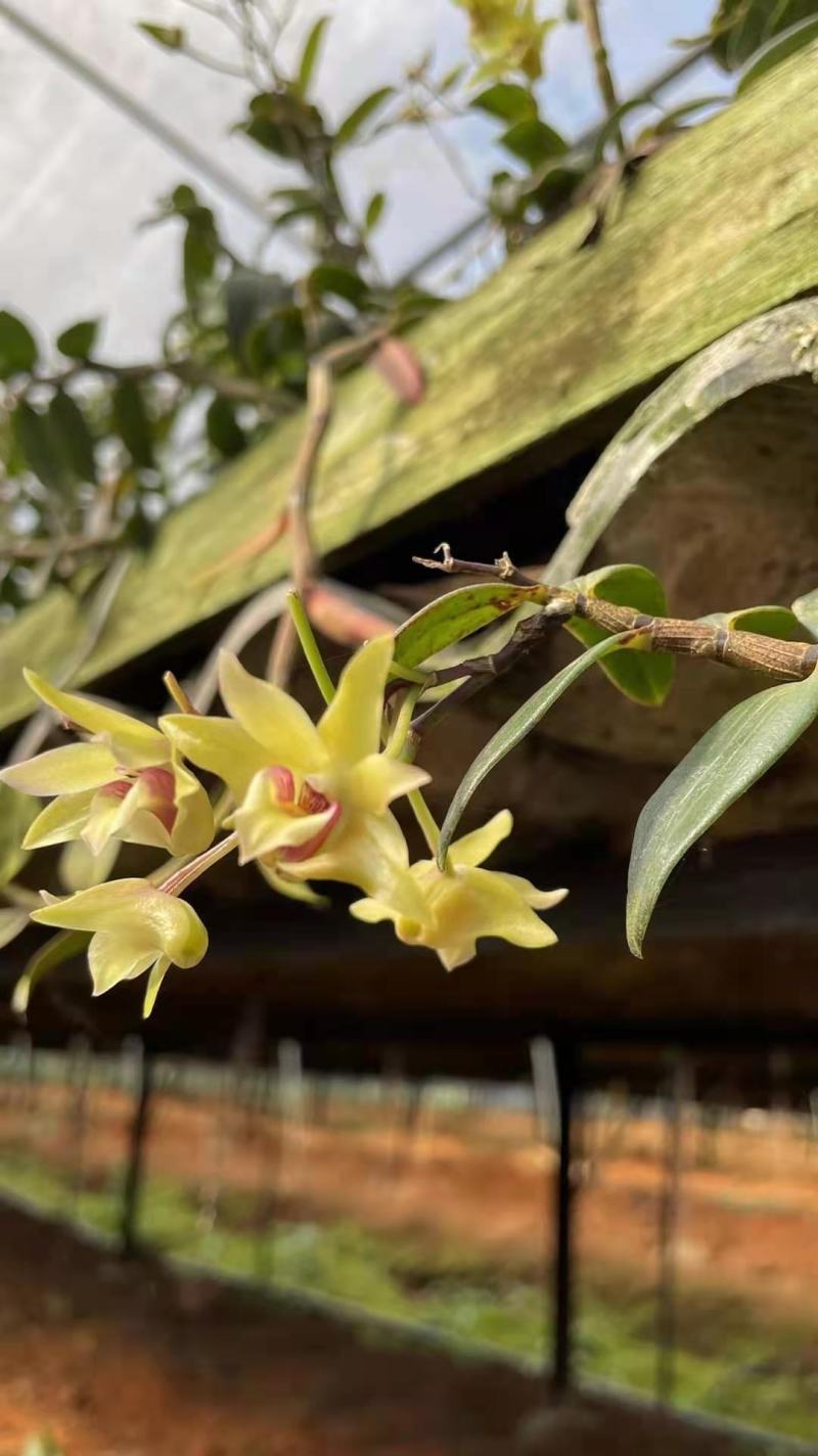 铁皮石斛鲜花石斛鲜花雁荡山基地现采现发全国顺丰包邮