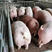 常年供应生猪，长白，三杂，育肥猪，小中大猪品种齐全