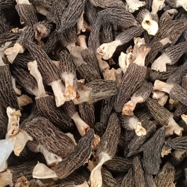 各种野生菌批发