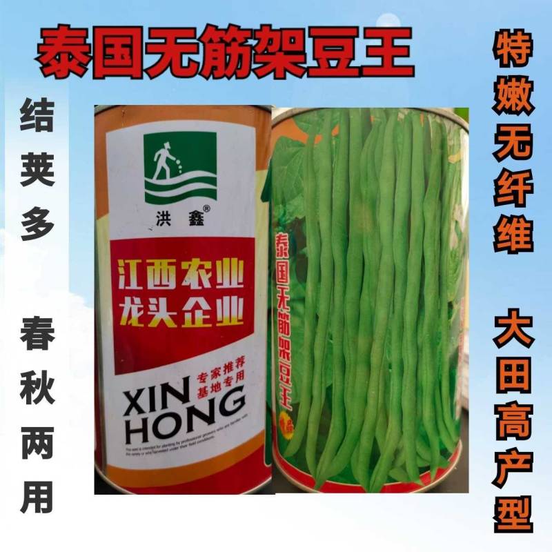 泰国无筋架豆王种子，无筋绿皮四季豆种子春秋两用，高产美观