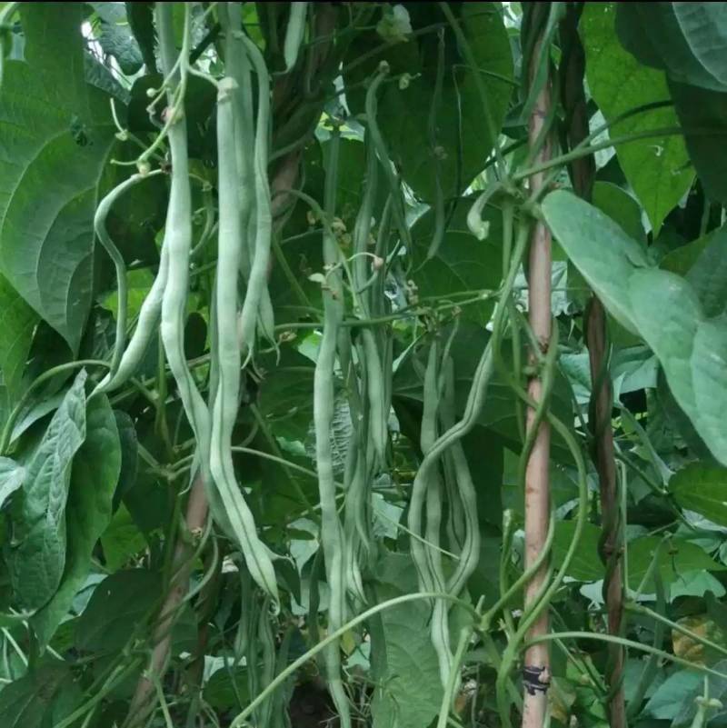泰国无筋架豆王种子，无筋绿皮四季豆种子春秋两用，高产美观