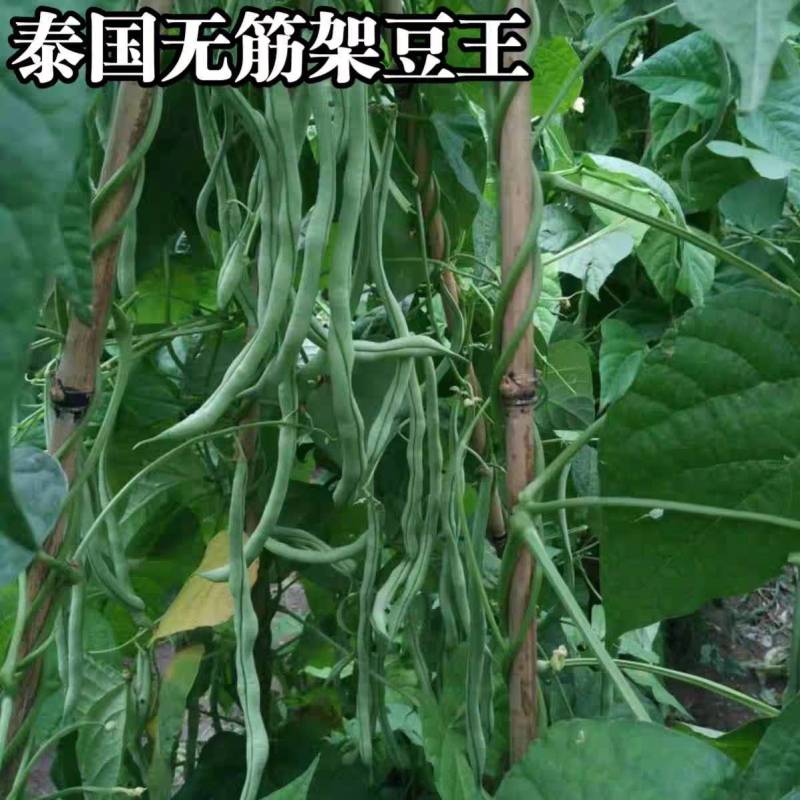 泰国无筋架豆王种子，无筋绿皮四季豆种子春秋两用，高产美观