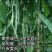 泰国无筋架豆王种子，无筋绿皮四季豆种子春秋两用，高产美观