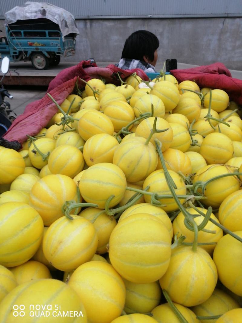 黄金瓜，九瑞红，红太阳，