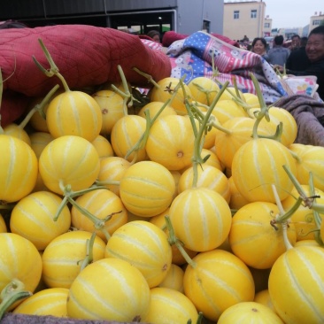 黄金瓜，九瑞红，红太阳，