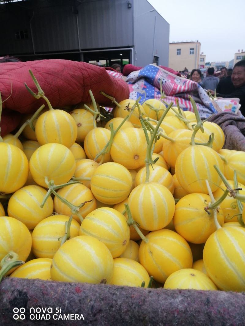 黄金瓜，九瑞红，红太阳，