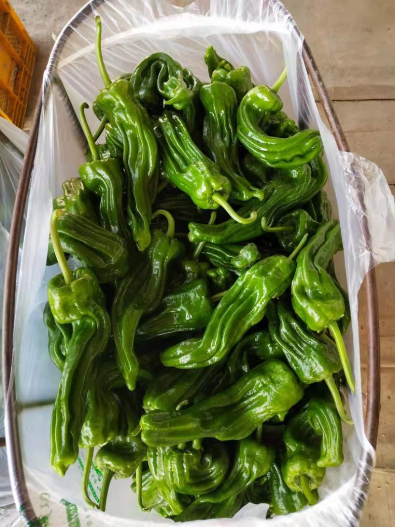 苏椒五号薄皮青椒精品质量欢迎咨询光临