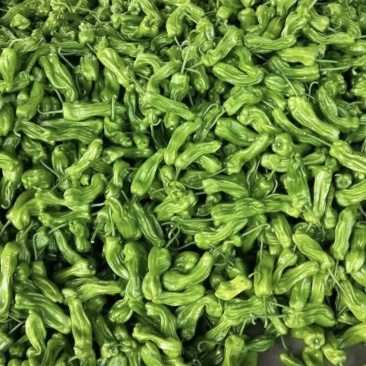 苏椒五号薄皮青椒精品质量欢迎咨询光临