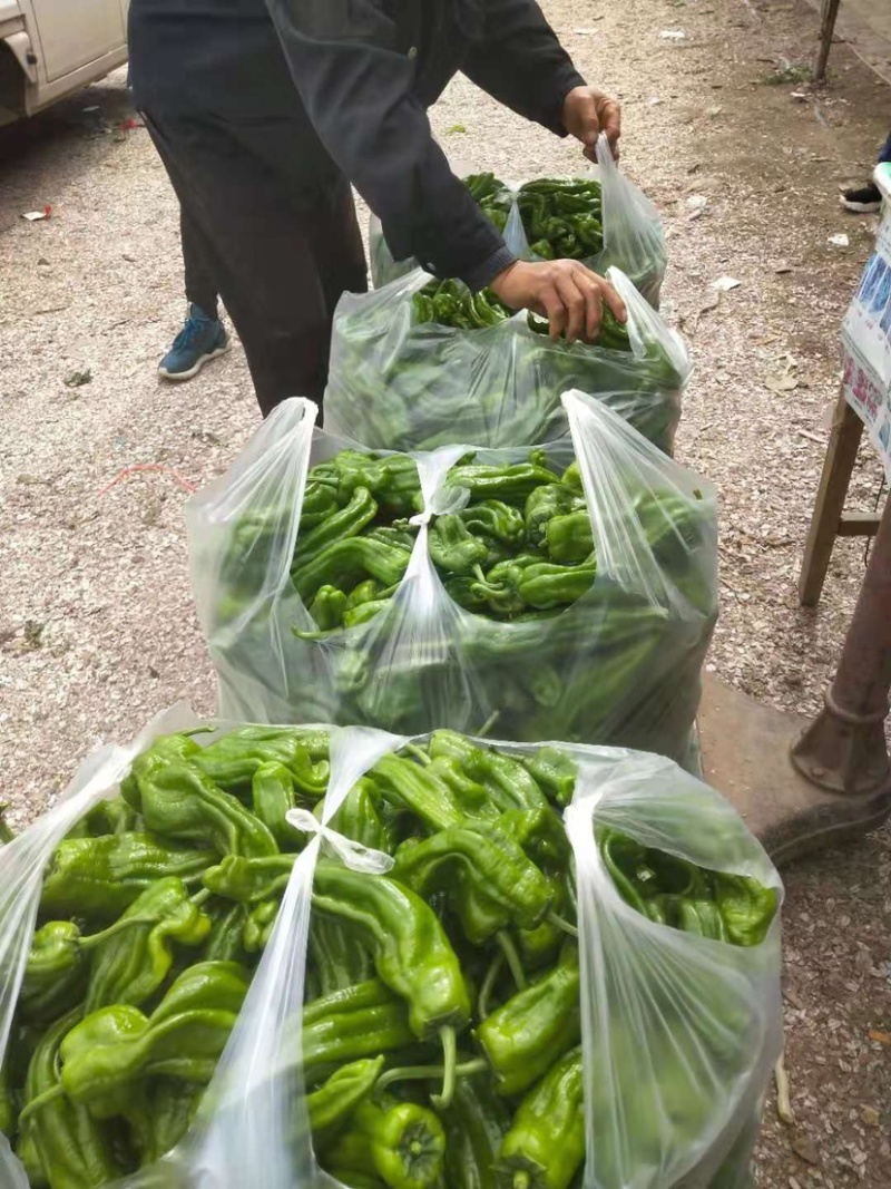 苏椒五号薄皮青椒精品质量欢迎咨询光临