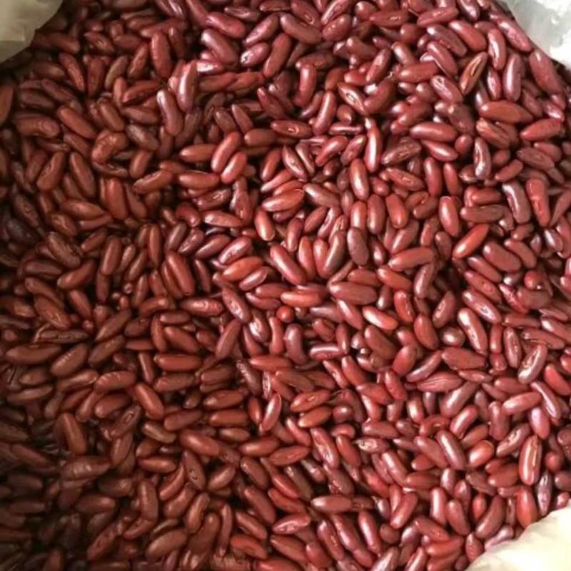 泰国无筋架豆王种子，春秋绿皮四季豆种子高产肉厚品质好