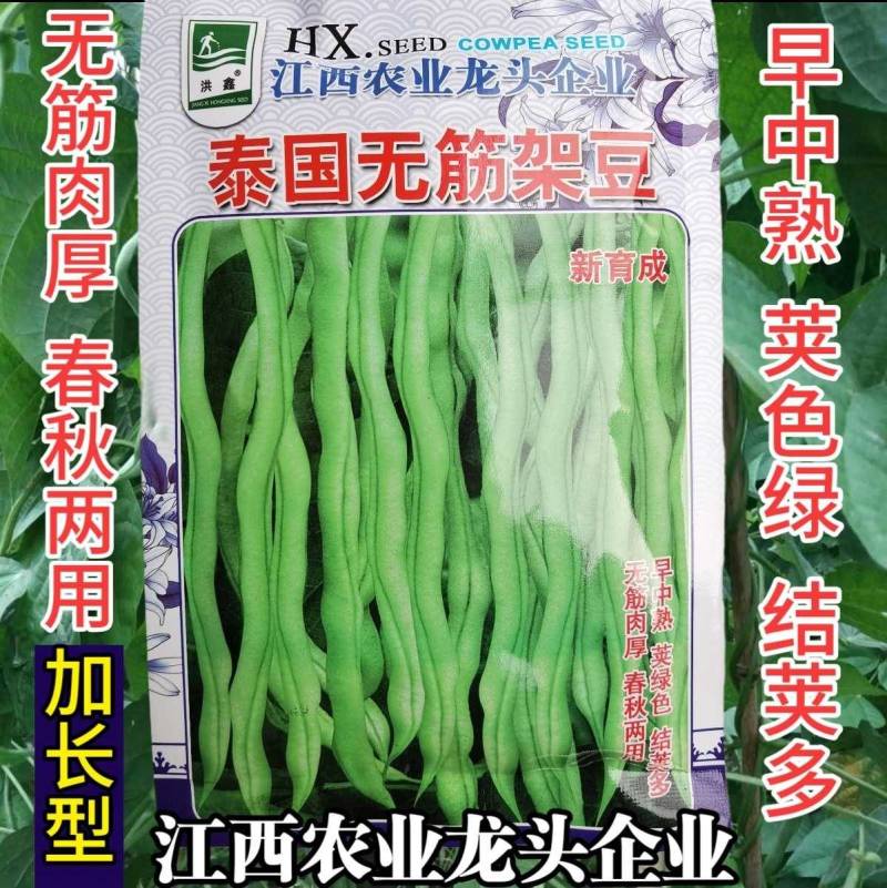 泰国无筋架豆王种子，春秋绿皮四季豆种子高产肉厚品质好