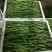 泰国无筋架豆王种子，春秋绿皮四季豆种子高产肉厚品质好